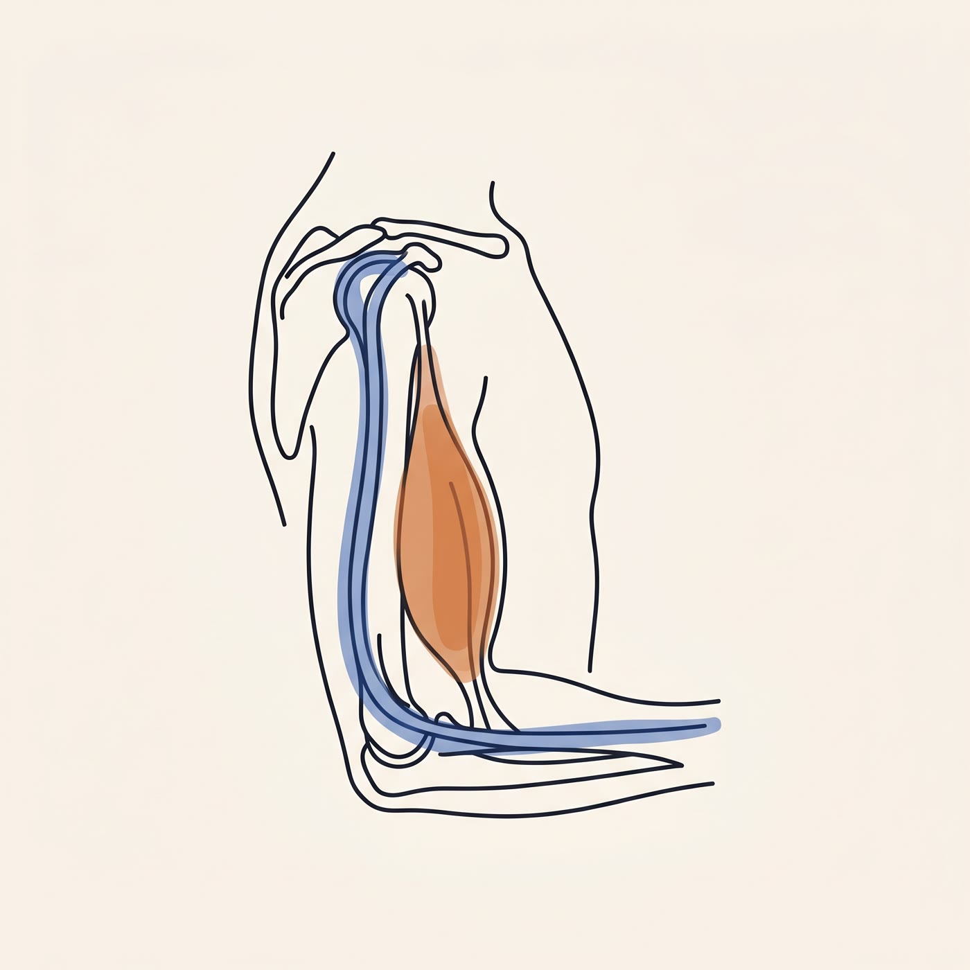My Biceps